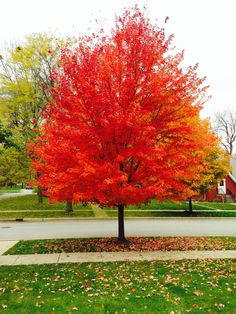 Red Sunset Maple